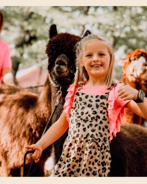 Alpaca's op bezoek in Elckerlyc